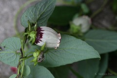 Codonopsis viridis